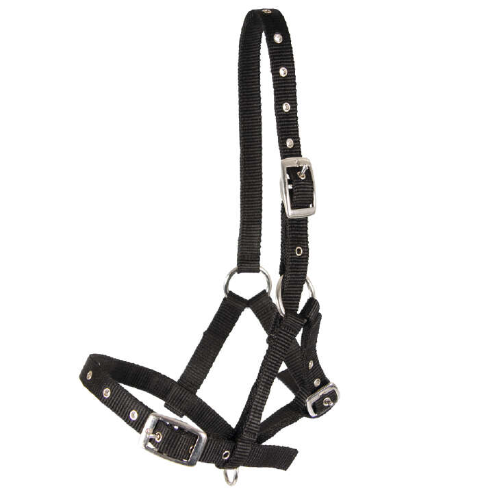 KANTRIE Fohlen-Halfter Triple